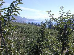 Okanagan view