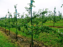 Honeycrisp block