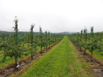 Honeycrisp block