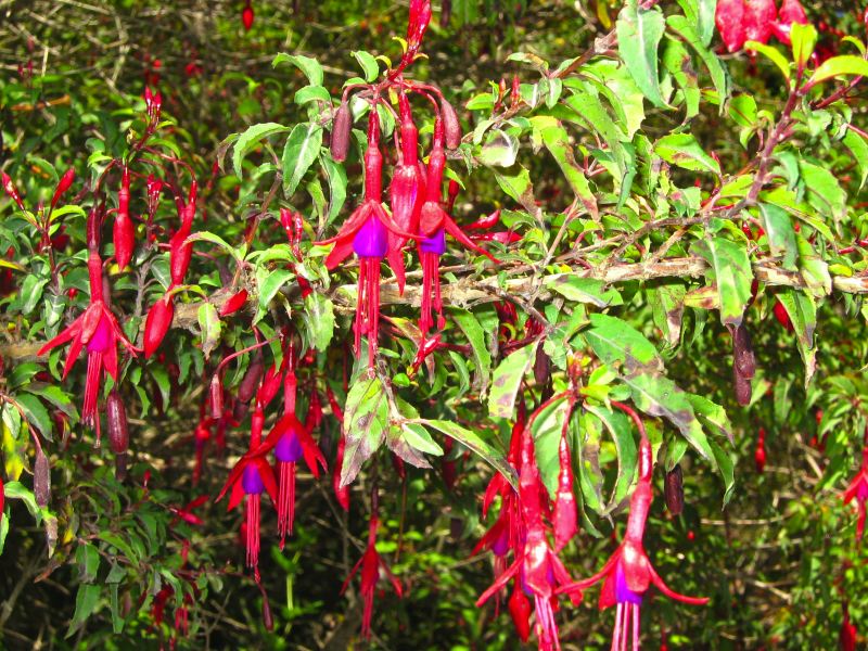 100_.chile.peulla.fuchsia.1