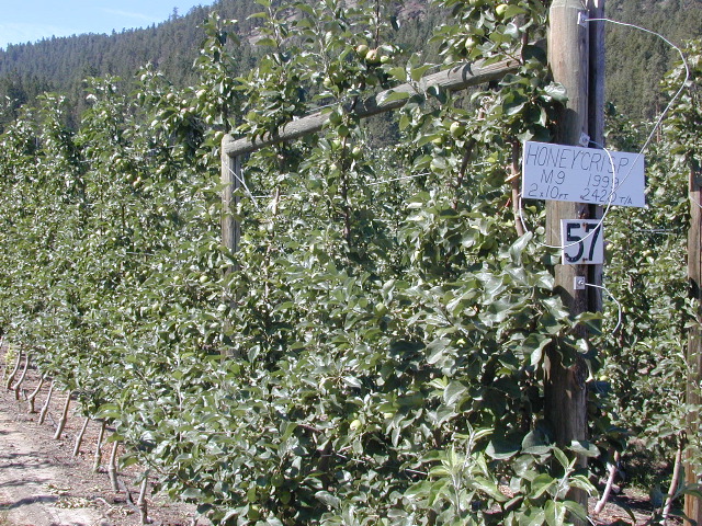 Honeycrisp