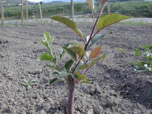 Sleeping eye tree