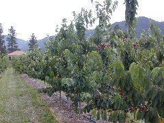 Young cherry trees